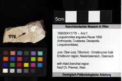 Foto (Objket + Etiketten) von Longodromites excisus (von Meyer 1857) 